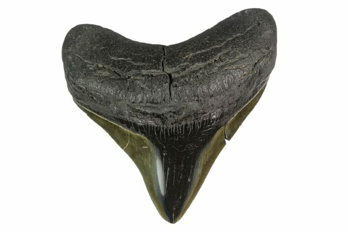 Posterior Megalodon Tooth - Polished Blade #130800